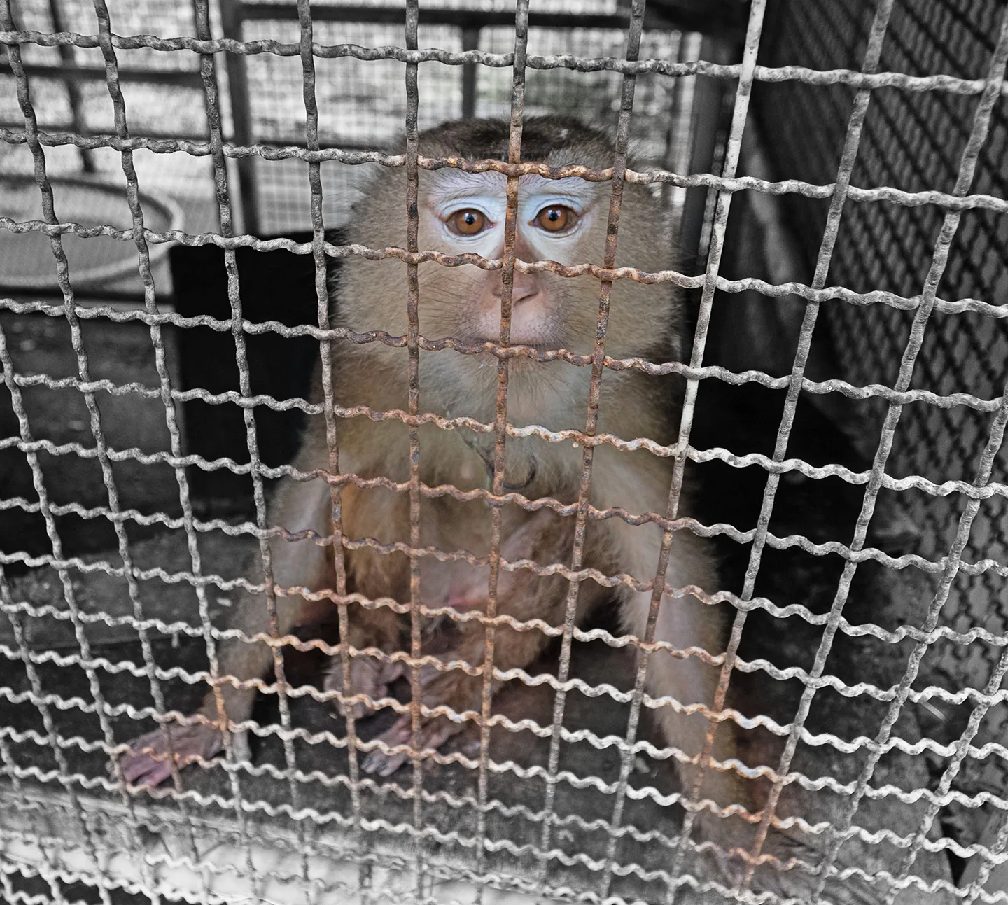 豬尾猴坐在生鏽的金屬網籠內，隔著鐵網望向鏡頭。豬尾猴是具有複雜社會關係的靈長類動物，需要與同伴互動，也有探索、覓食及活動的需求。狹窄、缺乏環境豐富化設施的籠舍，可能限制牠們表現自然行為的機會，攝於台南