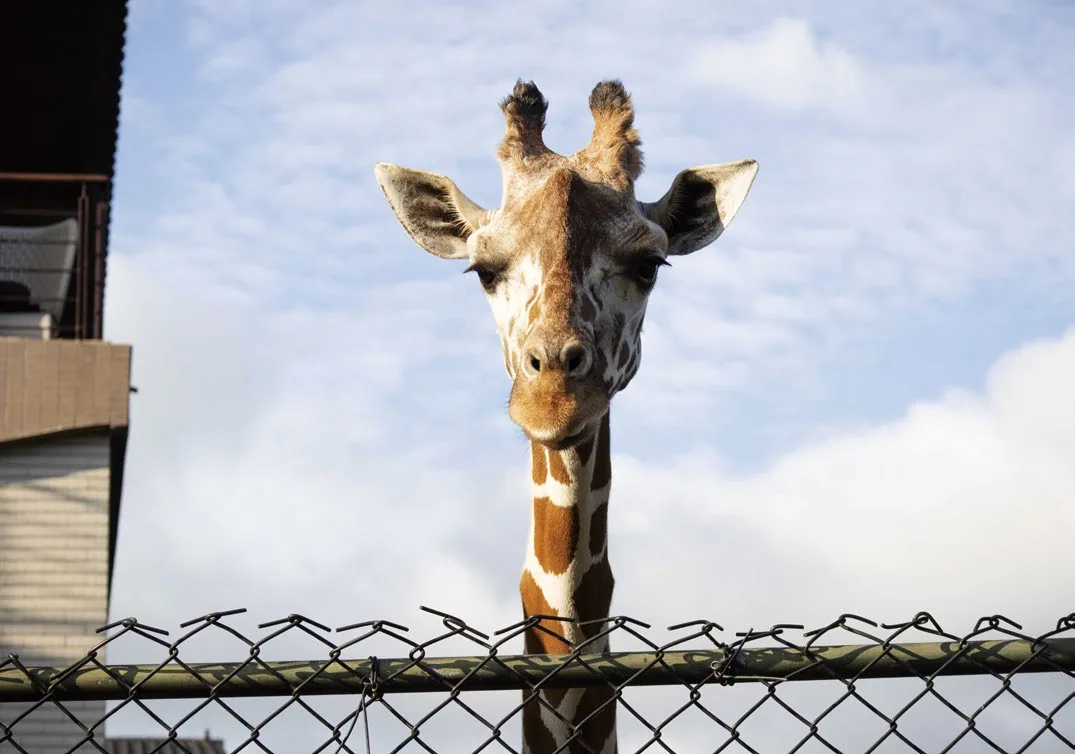 為了吸引遊客，動物園以保育之名展示大型珍稀動物，但牠們其實終生無法重返野外。台灣多間動物園就曾發生多隻長頸鹿因各種意外或疾病早逝，難以活到自然壽命。