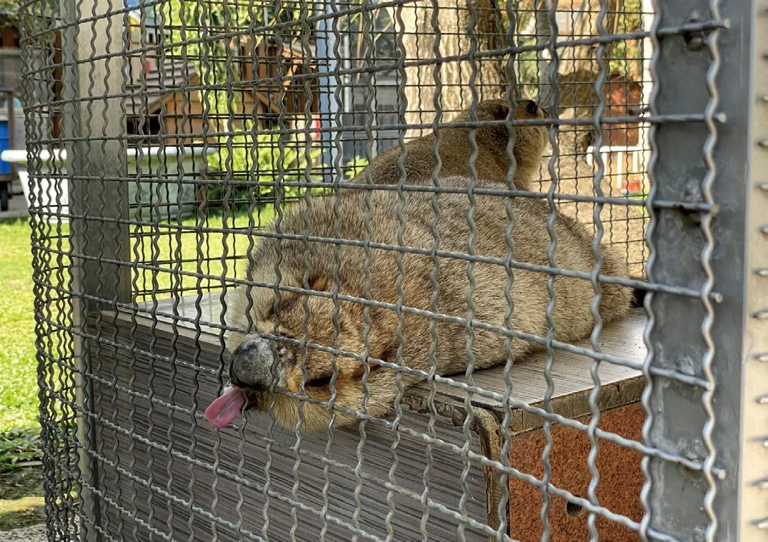 在台灣，非保育類的異國野生動物缺乏管理，常被飼養在惡劣環境中。這隻旱獺被一家動物餐廳飼養在單調、狹小的空間，無法滿足挖掘的基本習性，為了排解壓力出現不斷舔欄杆的異常行為。