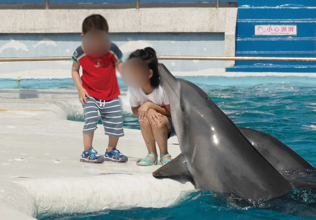 海豚的微笑是最大的謊言。水族館推出海豚表演、親親體驗、共游等活動，用歡樂的氛圍隱藏海豚的痛苦。牠們本應在大海中自由深潛、探索，卻被困在水泥缸中，日復一日被迫練習、表演違反天性的動作。