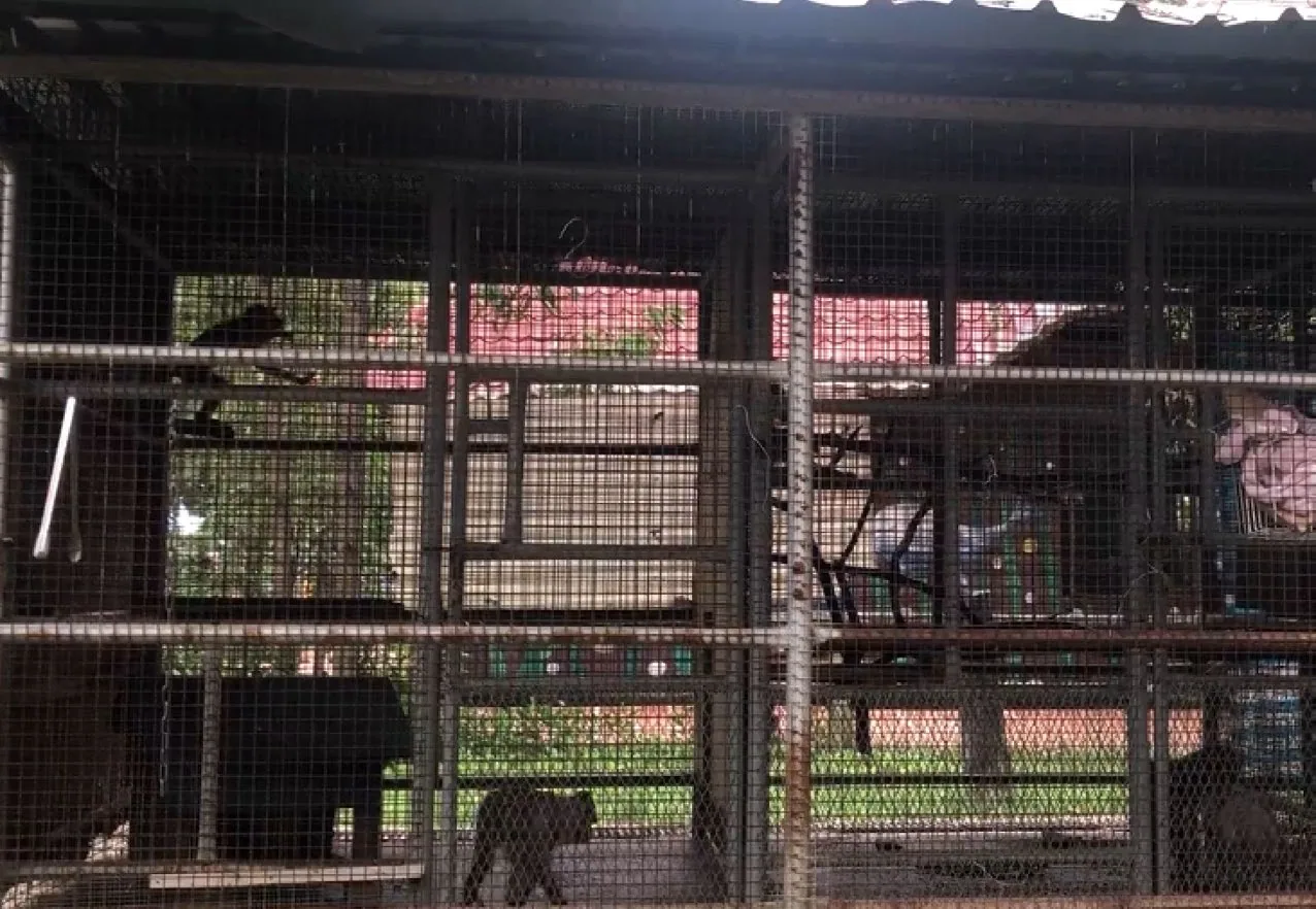 動保團體揭露頑皮世界（位於台南的私人動物園）飼養豬尾猴的後場環境惡劣導致動物出現「刻板行為」，爾後頑皮世界大幅度改善其飼養環境。