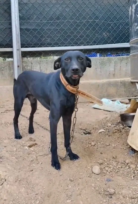 志工小宜觀察到住家附近有不少籠鍊犬，長期被鍊在短短的鐵鍊上，缺乏遮蔽、生活範圍受限，甚至長時間和自己的排泄物生活在一起，連基本生理需求都難以滿足。