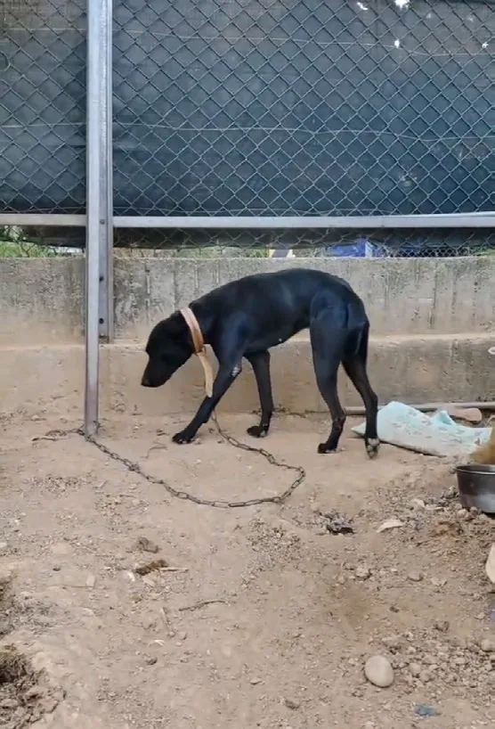 志工小宜觀察到住家附近有不少籠鍊犬，長期被鍊在短短的鐵鍊上，缺乏遮蔽、生活範圍受限，甚至長時間和自己的排泄物生活在一起，連基本生理需求都難以滿足。