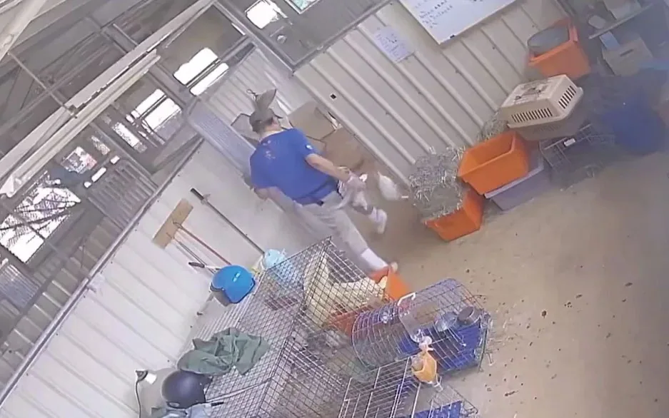 監視器畫面拍到陳姓獸醫諸多不當對待動物行為，圖為兔子遭踢截圖。
