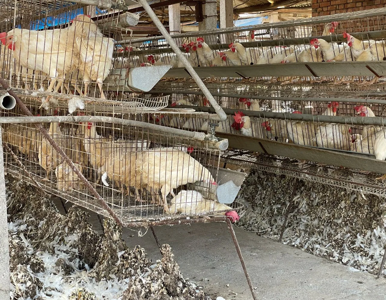 工業化畜牧業中的格子籠飼養方式，展現了蛋雞場中常見的殘酷景象。