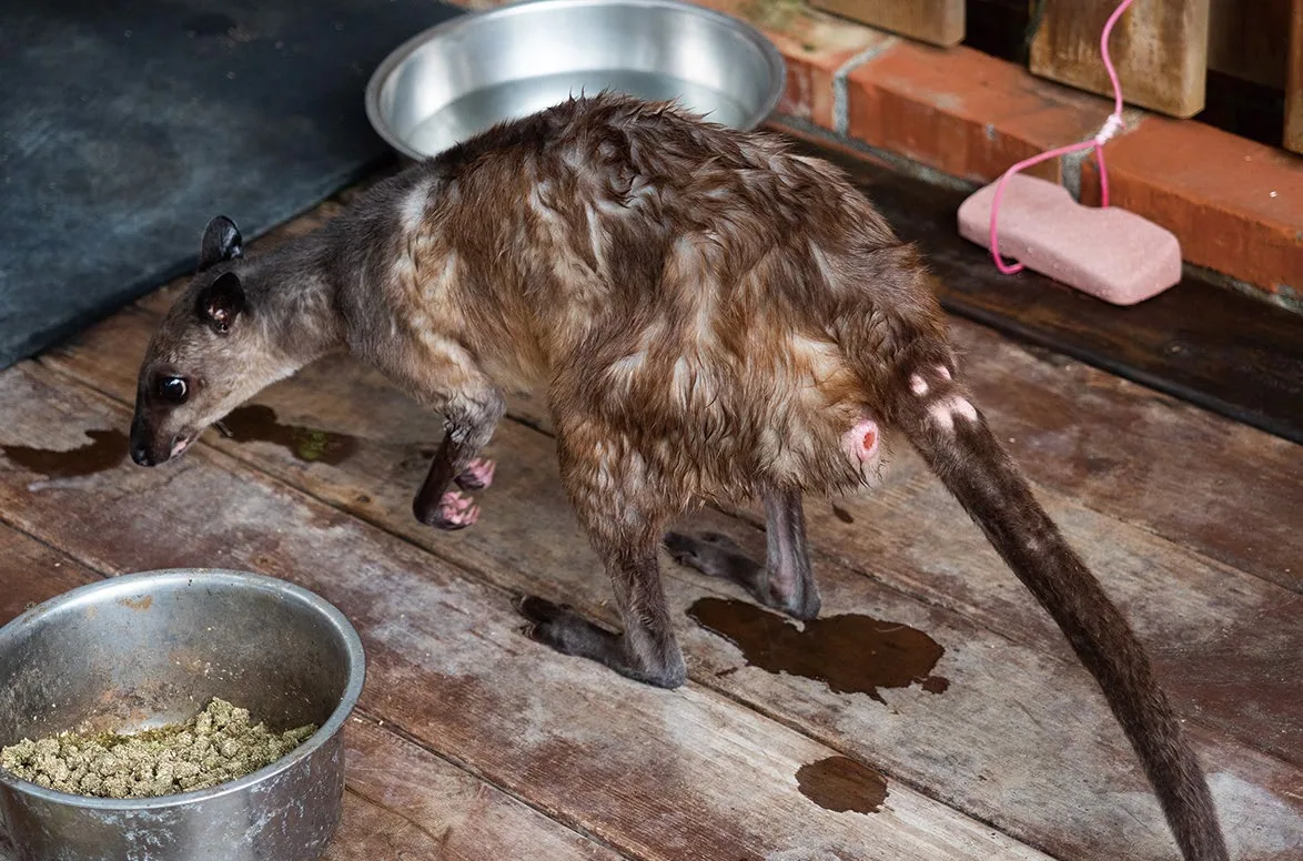 餐廳動物區內的沼林袋鼠。